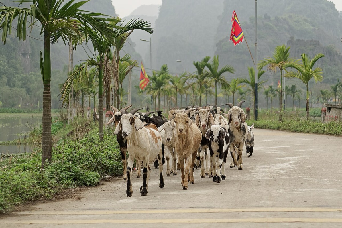 Đàn dê ở Ninh Hải, Ninh Bình